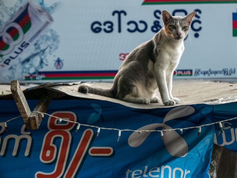 Katze in Myanmar