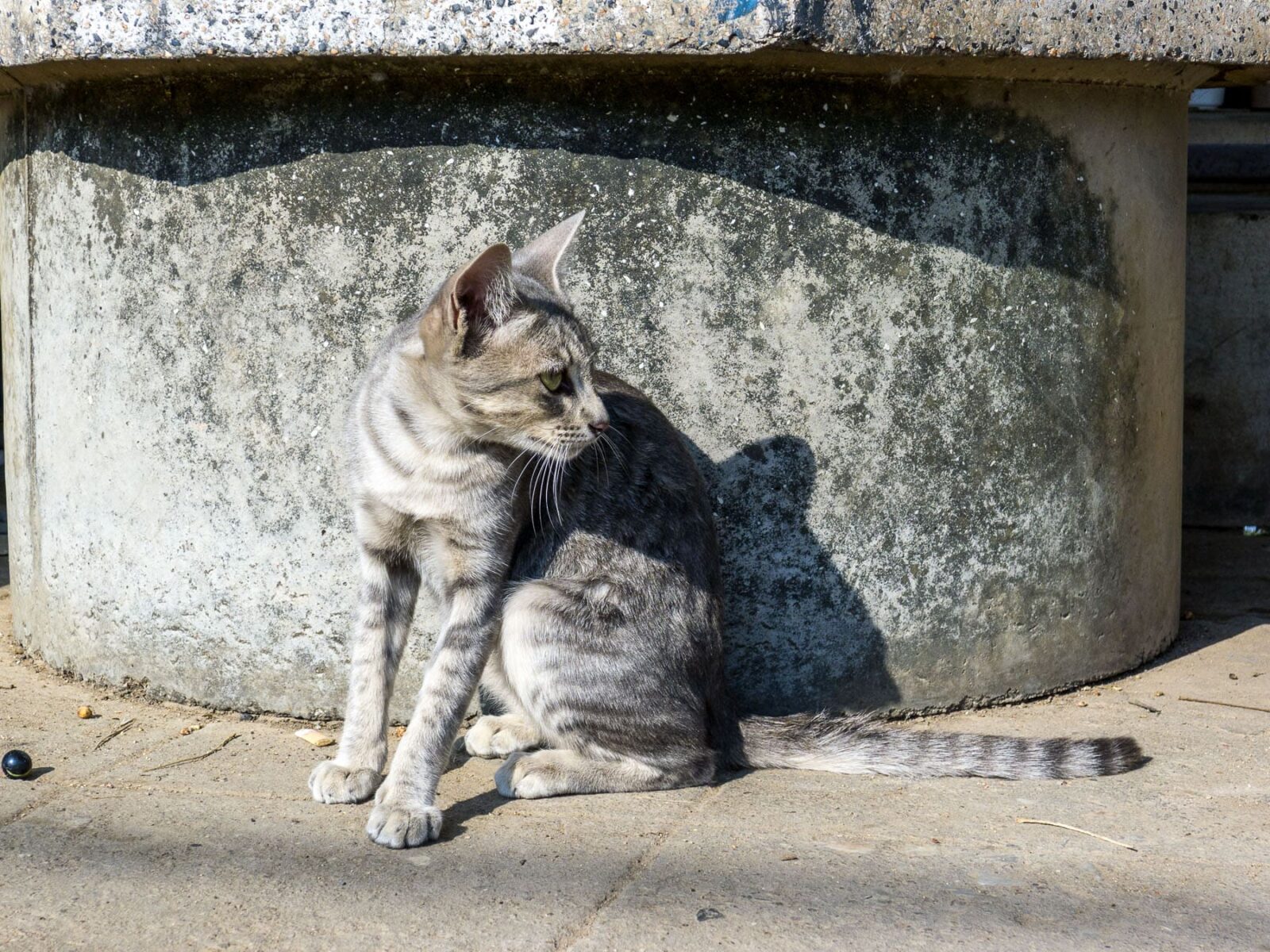 Katze