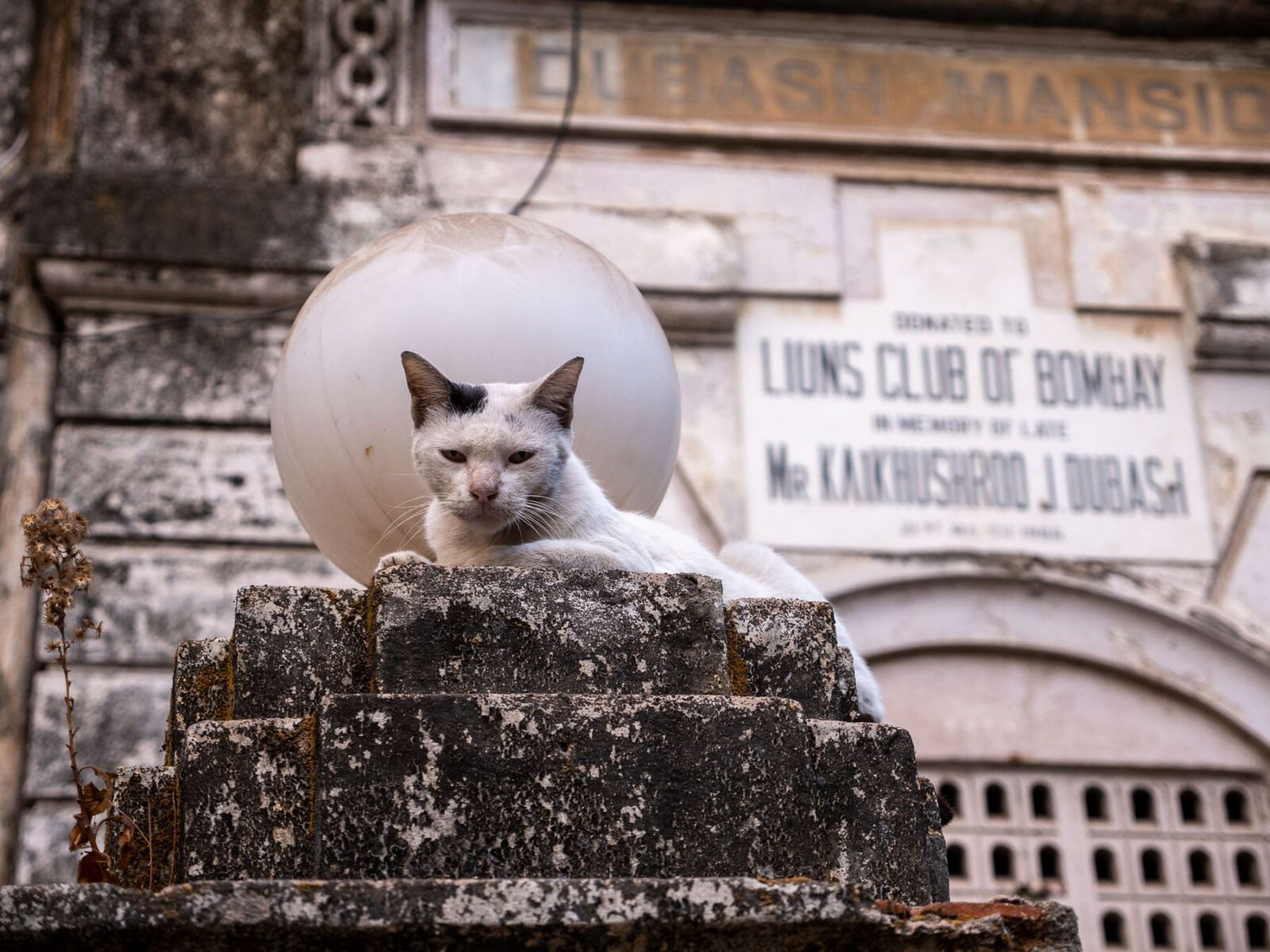 Katze in Mumbai