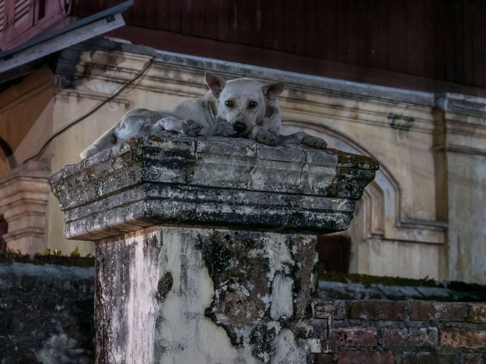 Hund in der Nacht