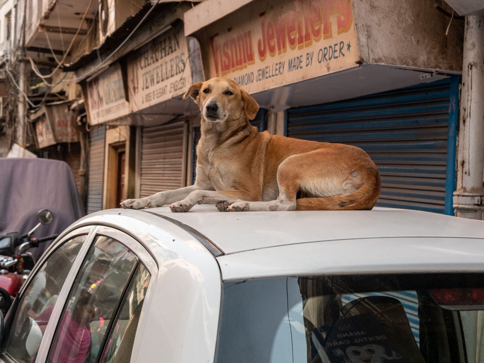 Hund in Indien