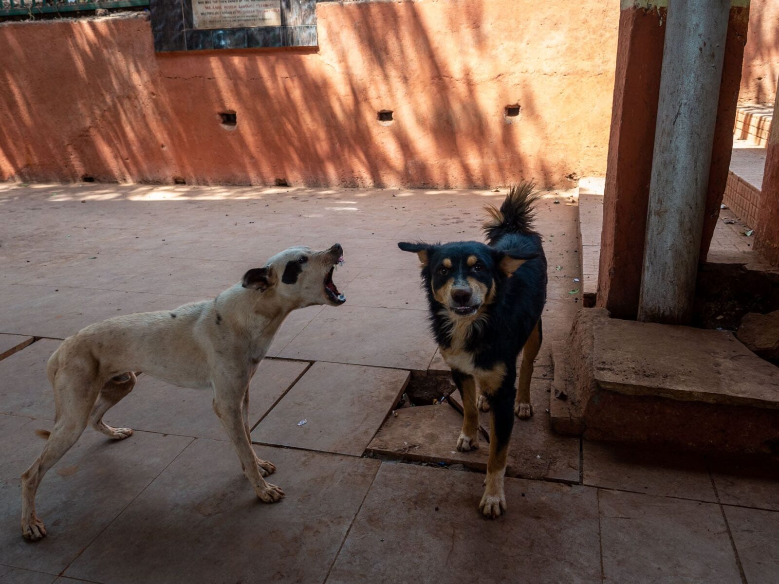 Kläffender Hund