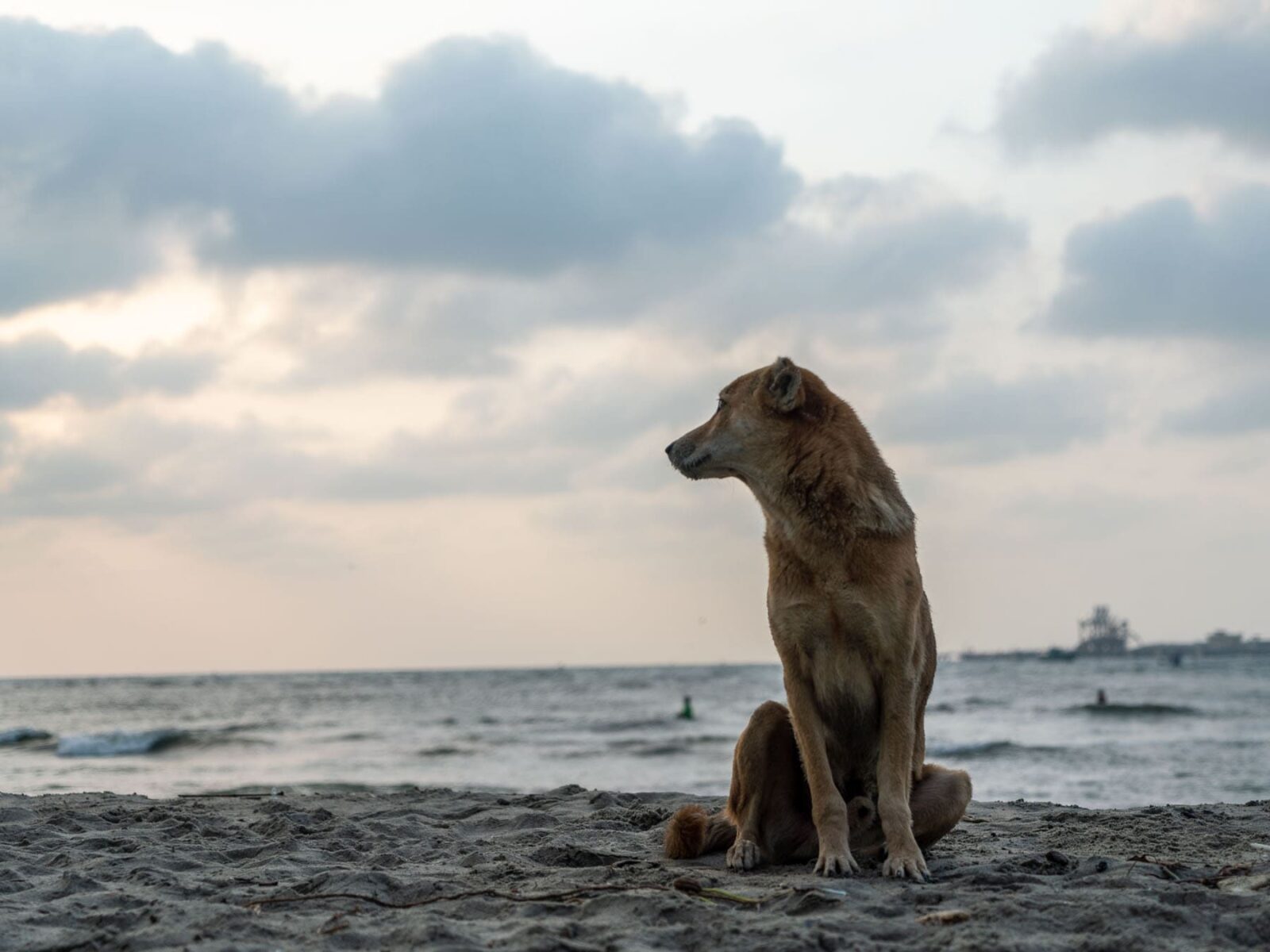 Hund schaut auf das Meer