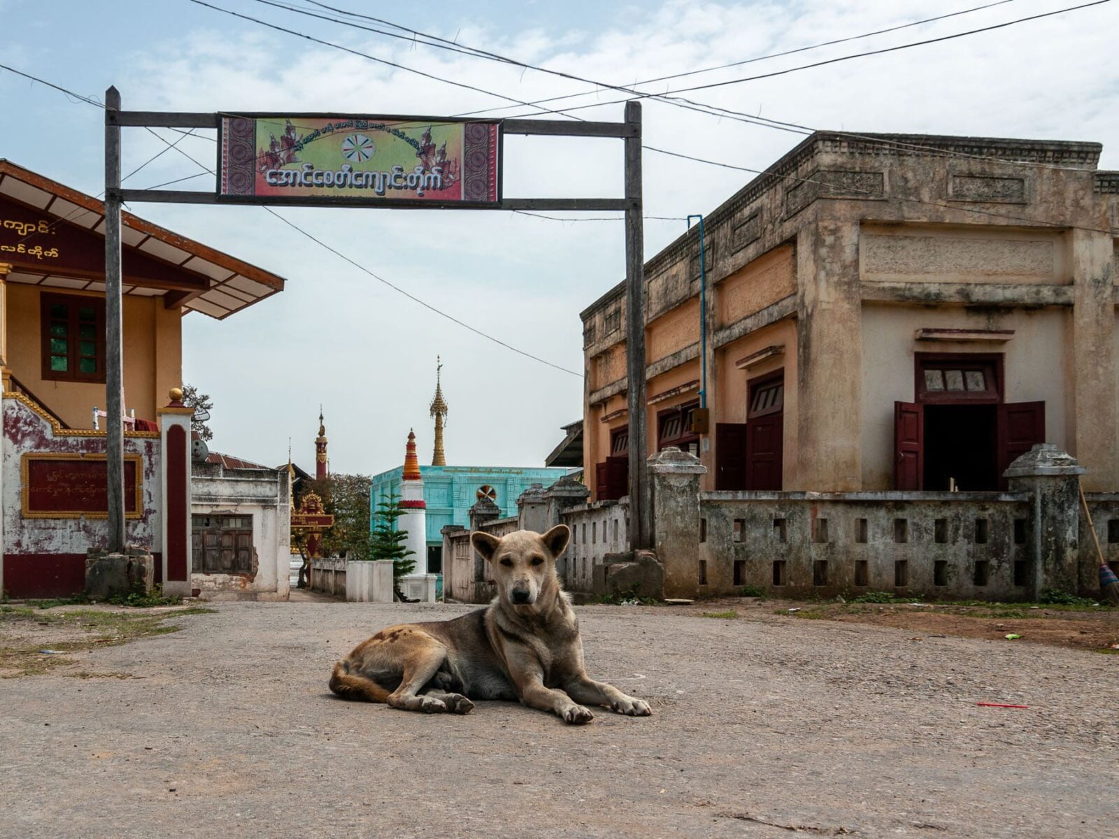 Straßenhund in Myanmar