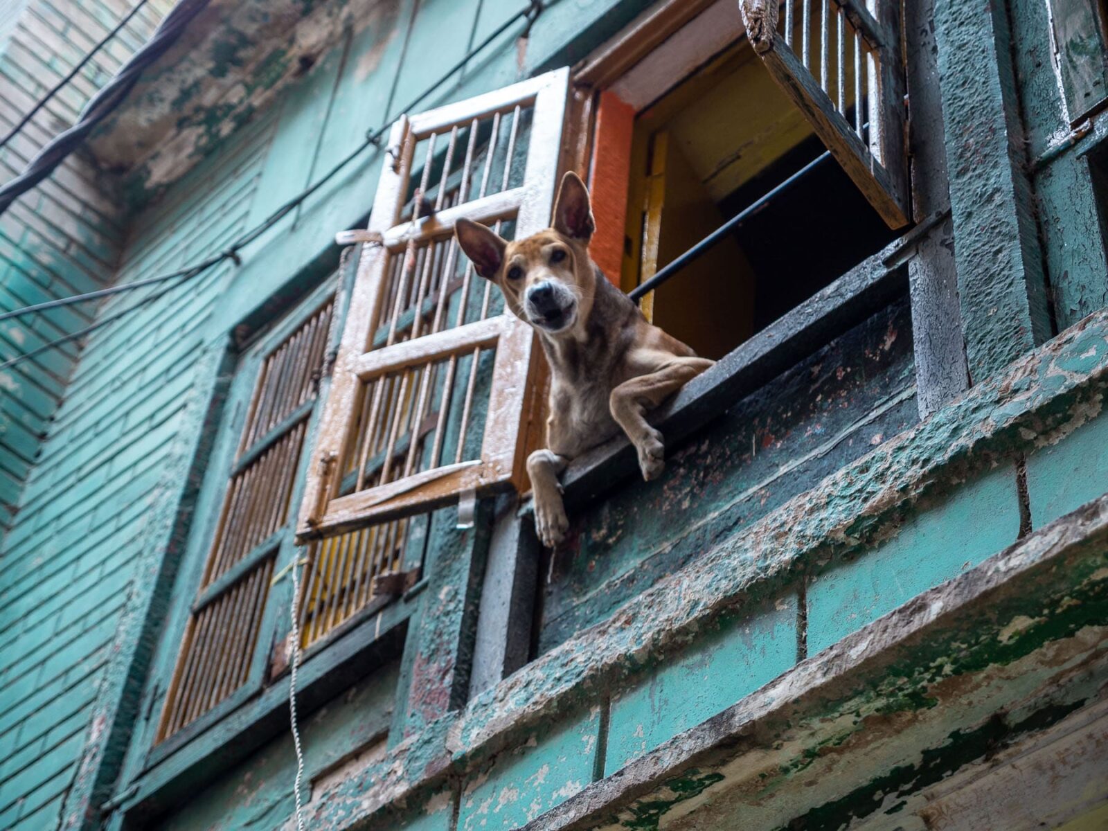 Hund schaut aus Fenster