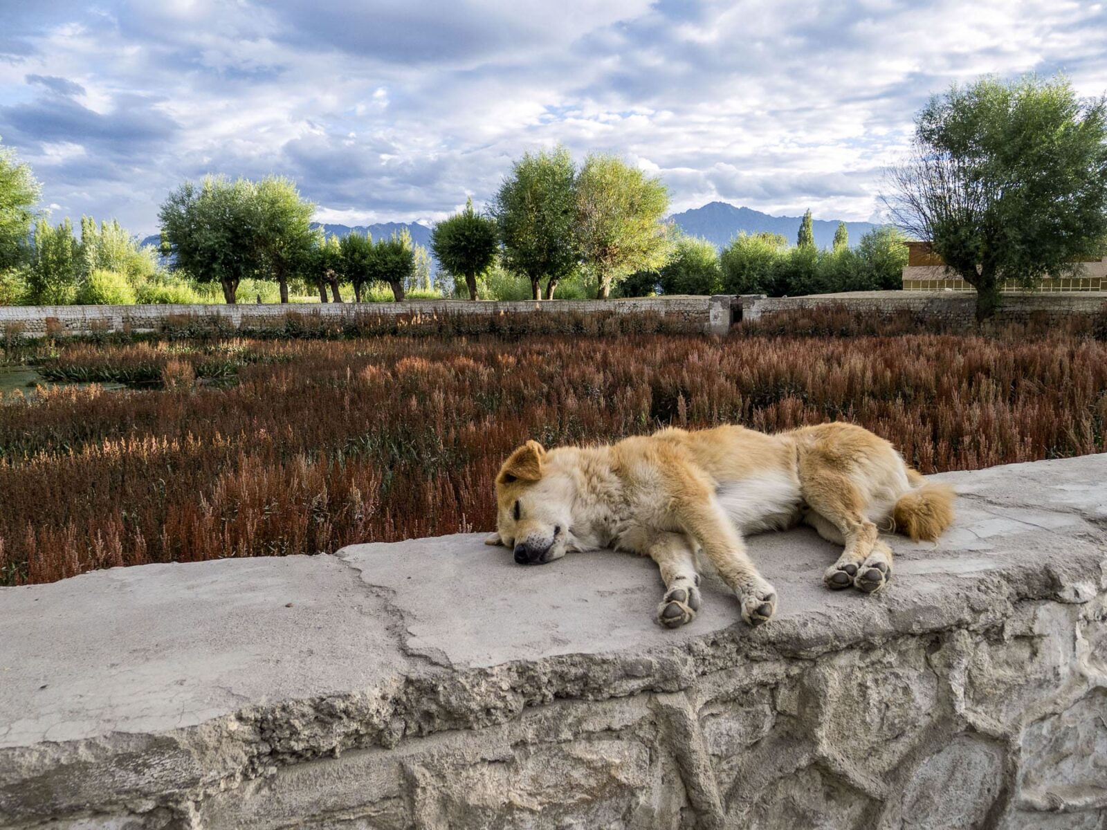 Schlafender Hund auf einer Mauer