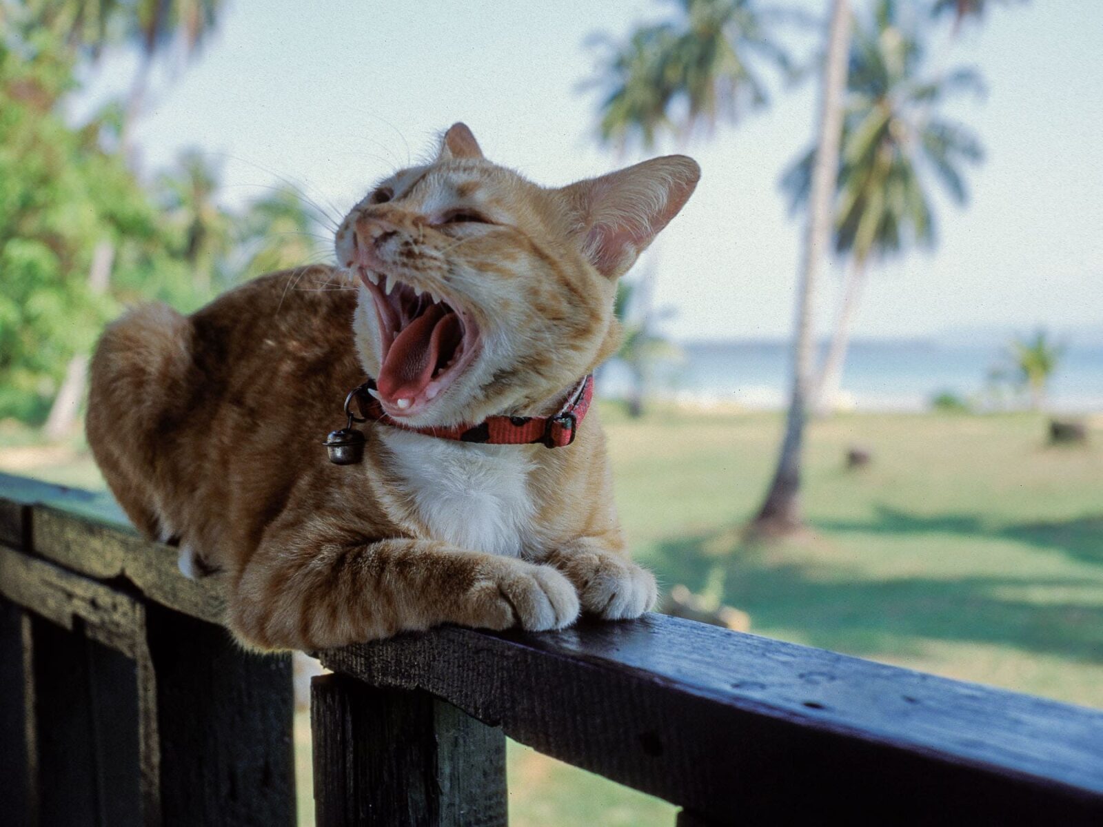 Katze in Myanmar