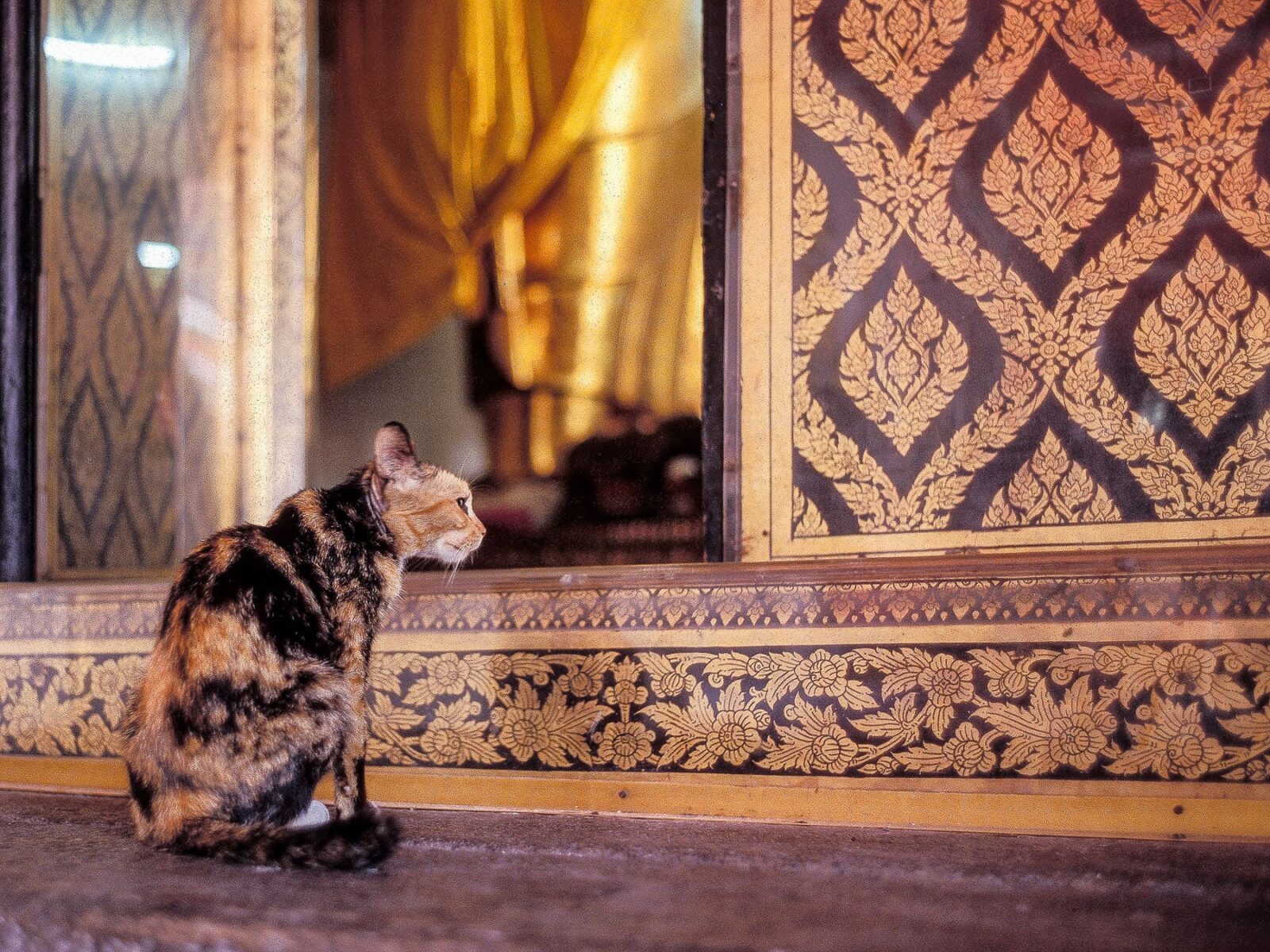 Katze in Myanmar