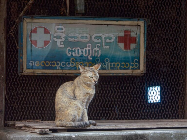 Katze in Myanmar